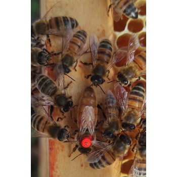 Reine fécondée HIVERNEE -...