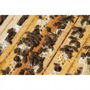 ESSAIMS D'ABEILLES DE...