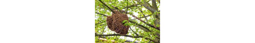 Vente essaims d'abeilles sélectionnées- Buckfast -APICULTURE-