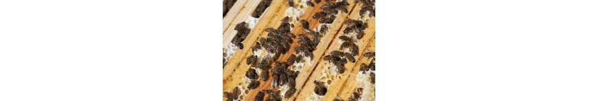 Vente essaims d'abeilles sélectionnées- Buckfast -APICULTURE-