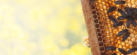 Les conseils de MAT Apiculture